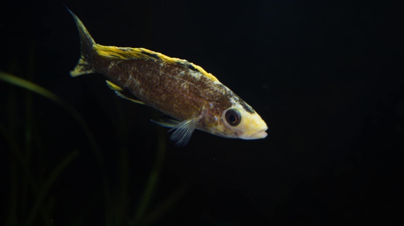 Paracyprichromis brieni 'Milima Island'